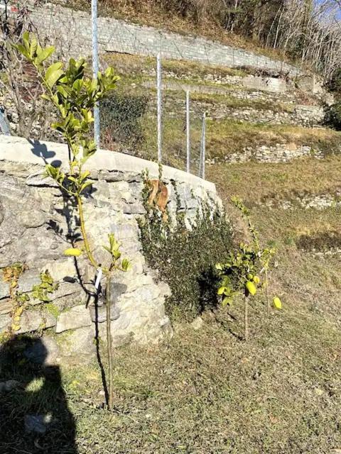 Ca'Gialla Bellinzona Exterior foto